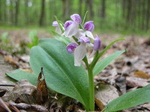 Native Orchids of the Southern Appalachian Mountains, Stanley L. BENTLEY