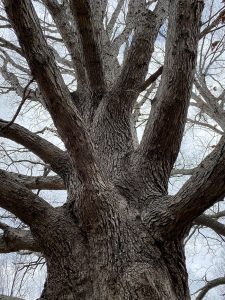 Old Tree in Chestnut Mountain Park