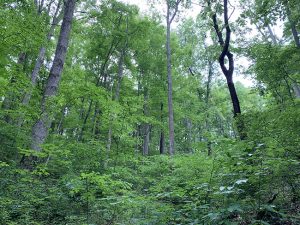 Chestnut Mountain Forest